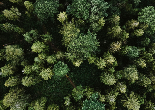 Luchtfoto duurzaam bos symboliseert organische groei van online zichtbaarheid door SEO en content marketing